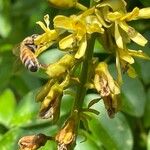 Guilandina bonduc Floro