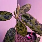 Aglaonema pictum Fleur