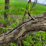 Crataegus punctata Bark