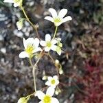 Saxifraga cebennensis Kvet