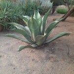 Agave shaferi Blad