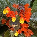 Chrysothemis pulchella Çiçek