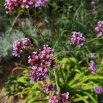 Ocimum kilimandscharicum Flower