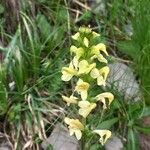 Pedicularis ascendens Flower