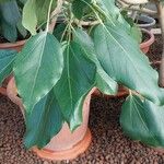 Oreopanax nymphaeifolius Hoja