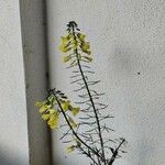 Brassica montana Flower