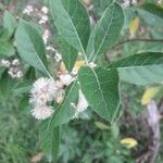 Gymnanthemum amygdalinum Leaf