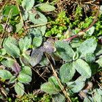 Draba nemorosa Blatt