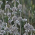 Marrubium supinum Fula