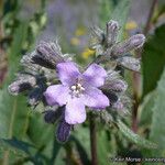 Eriodictyon crassifolium Flor
