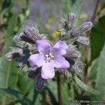 Eriodictyon crassifolium Blüte