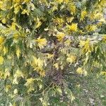 Calocedrus decurrens Leht