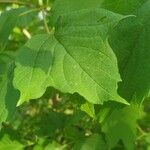 Viburnum acerifolium Feuille