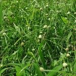 Cyperus mindorensis पत्ता
