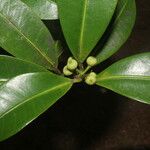 Ficus americana Plod