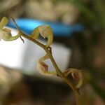 Bulbophyllum calyptratum Kwiat