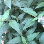 Salvia leucantha Leaf