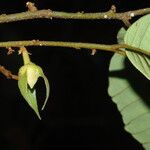 Neostenanthera neurosericea Flower