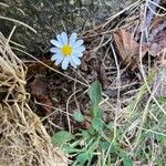 Bellium bellidioides Habitus