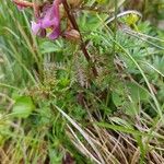 Pedicularis palustris ഇല