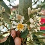 Styrax argenteus Flower