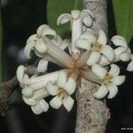 Pittosporum cherrieri फूल