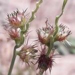 Cenchrus echinatus Fruit