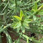 Euphorbia flanaganii Leaf