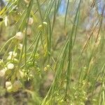 Plocama pendula Fruit