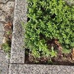 Dysphania pumilio Hábito