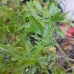 Salvia coahuilensis Hoja