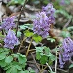 Corydalis solida फूल