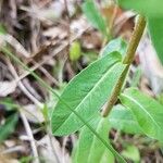 Euphorbia dulcis Hoja