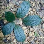 Rubus elegantispinosus Folio