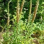 Digitalis ferruginea Habit