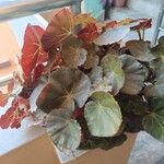 Begonia erythrophylla Levél