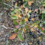 Vaccinium arboreum Fruto