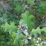 Solanum dimidiatum برگ