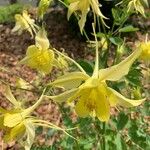 Aquilegia chrysantha Blüte