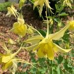 Aquilegia chrysantha 花