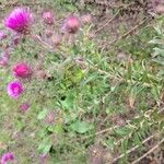 Symphyotrichum novae-angliae Leaf