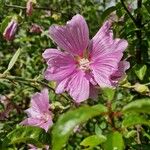 Malva thuringiaca Flower