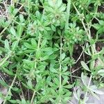 Galium verrucosum पत्ता