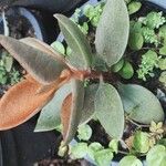 Kalanchoe orgyalis List