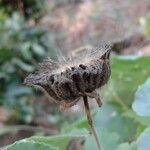 Abutilon exstipulare Fruit