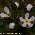 Androsace maxima Flower