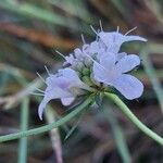 Scabiosa triandra Flower