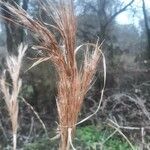 Andropogon bicornis Fruit