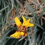 Dyckia choristaminea 花