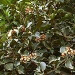 Syzygium tontoutaense ᱛᱟᱦᱮᱸ